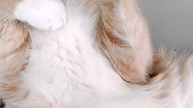 Very funny cat viral short video