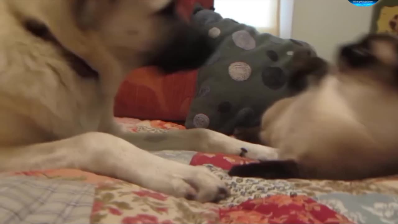 The dog disturbed the cat by farting while sleeping funnyvideo full watch