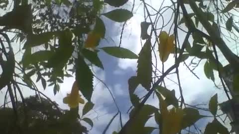 Filming the yellow elder diagonally, showing the flowers, sky and clouds [Nature & Animals]