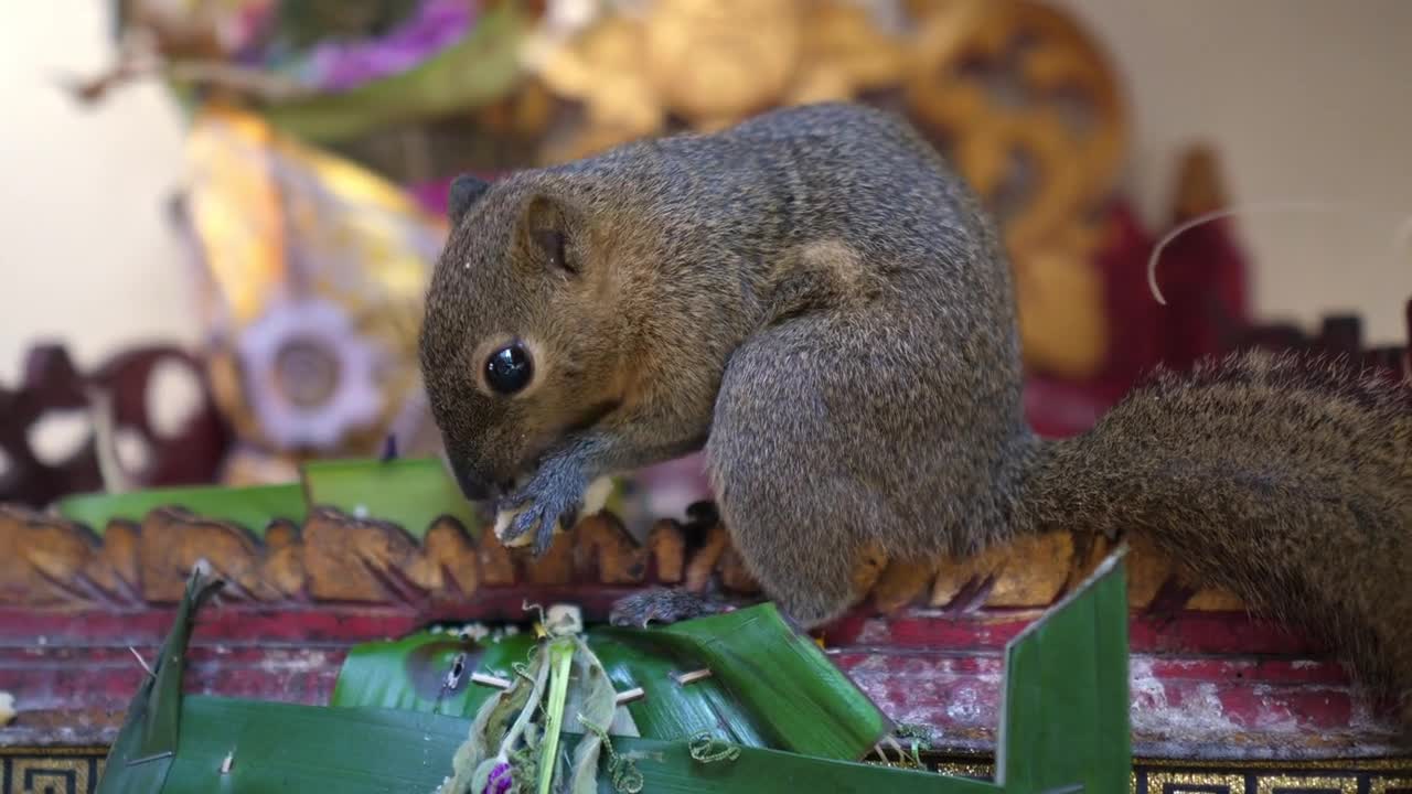 Close up of squirrel eating offerings at the traditional ritual altar