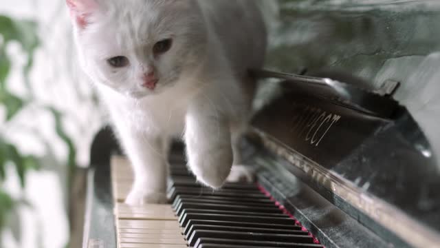 The cat plays the piano very well