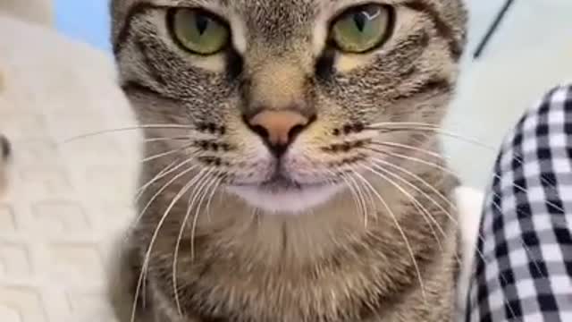 TOP FUNNY CAT😍😍