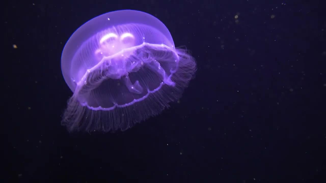 Jellyfish semaeostomeae in the Red Sea, eilat israel - photographed by Meni Meller