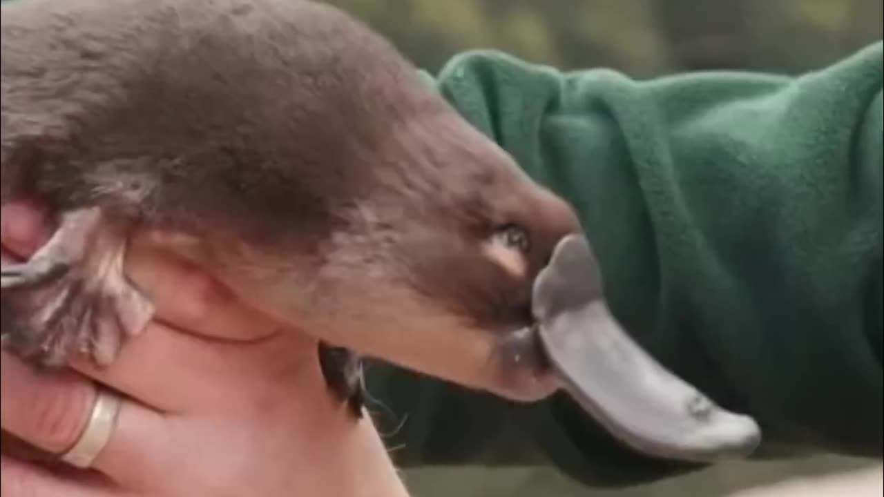 Platypus | Nature's Weirdest Creation