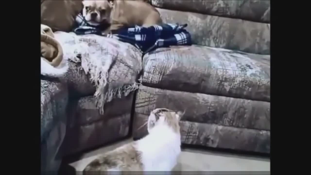 Cats vs Dogs