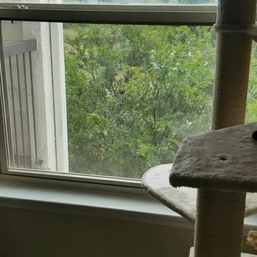 20240620 135356 Tux's First Cat Tree Plop