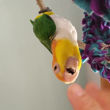 Funny bird hanging upside-down