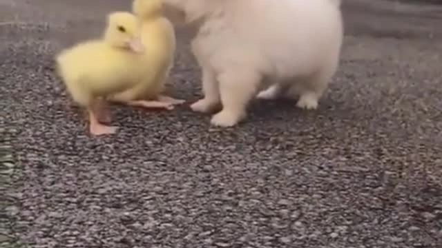 puppy playing with ducklings