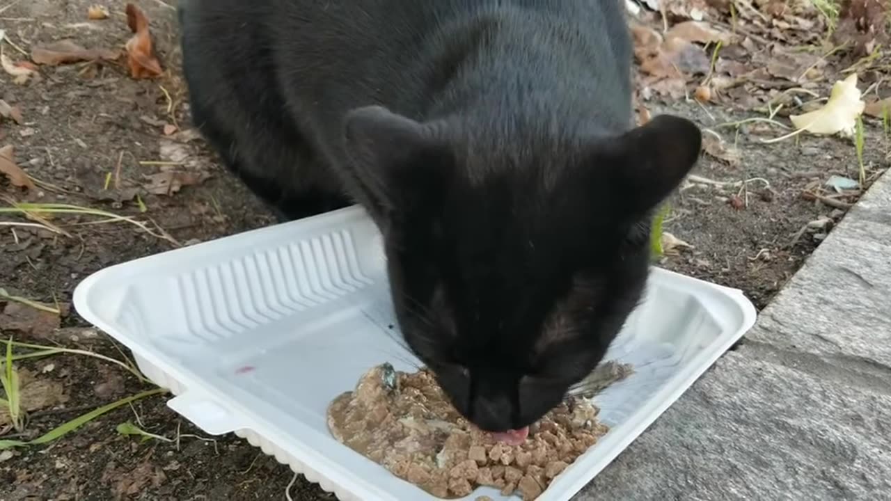 20231201 153638 Tux Eating