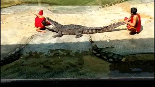 I enjoyed the Crocodile show