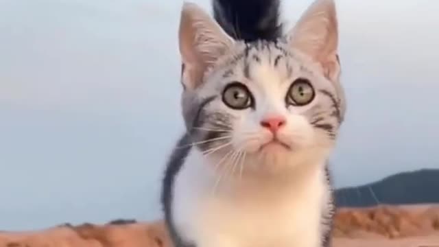 butiful cat smarts cats