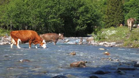 Cows are crossing through the canal