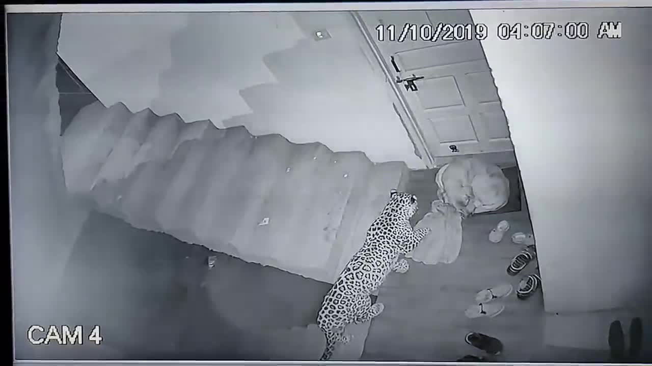 Leopard attacks sleeping dog at night