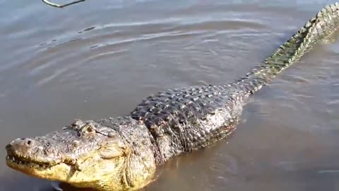 Risking your life to film crocodiles