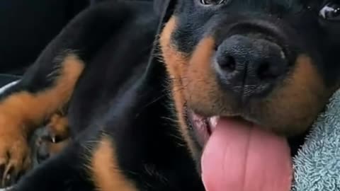 Rottweiller