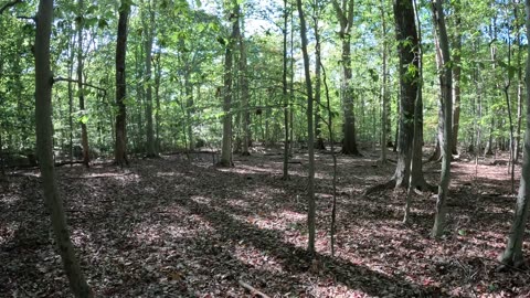Episode 65 - How Nature wants you to plant trees