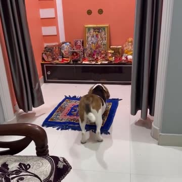 Little dog pray to God 🙏