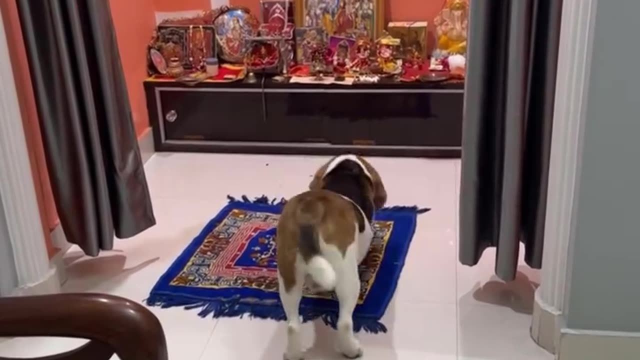 Little dog pray to God 🙏