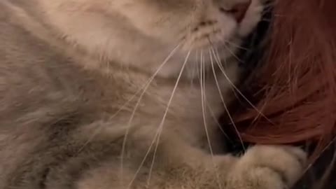 Does the cat play games in its mistress's arms?