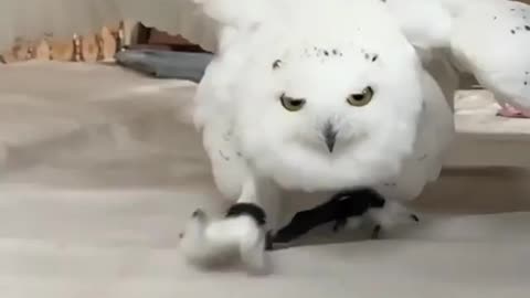 majestic white owl