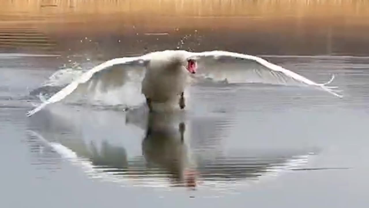 Duck waterer