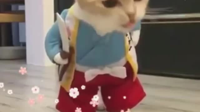 Melhor Gato Engraçado