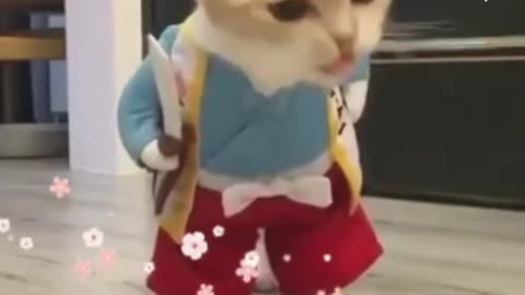 Melhor Gato Engraçado