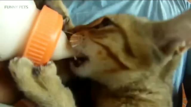 Cat and money struggling to get milk