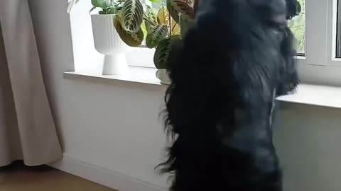 Cute Dog Video :)