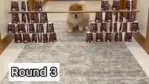 Owner is testing the DOG by feeding it a game - Funny REACTION #45