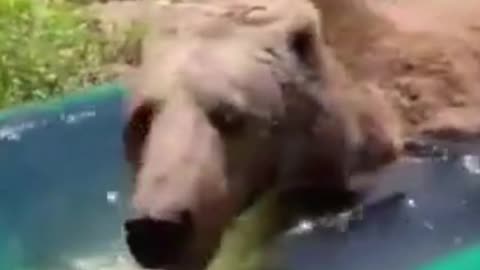 Amazing Bear Taking a Bath