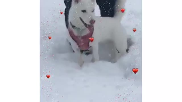 Dancing Dogs at the Mountains