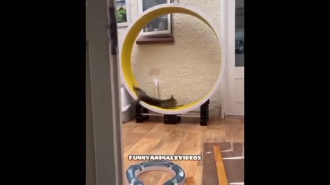 Funniest Cats And Dogs Videos