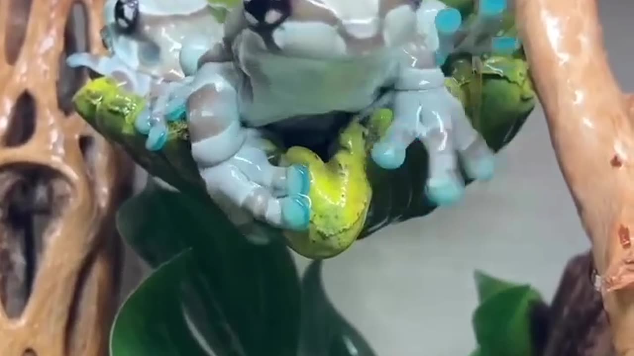 Amazonian milk frog🧠