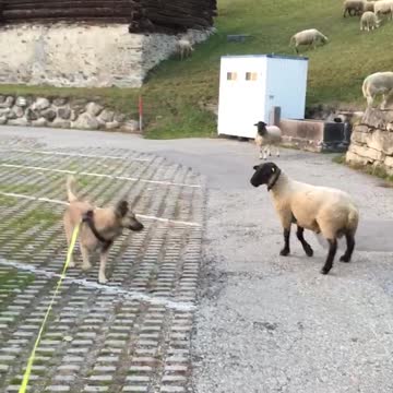 Kangal Sheperd Dog-Mix is scared of Sheep
