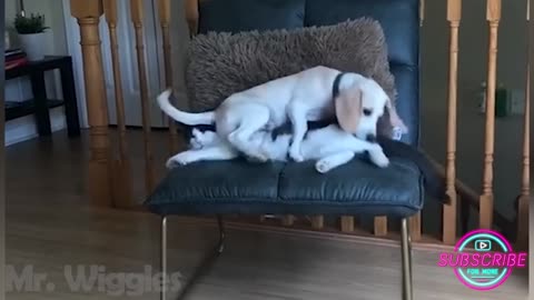 Hilarious Dogs: You Won't Believe the Funny Situations These Pups Get Into!