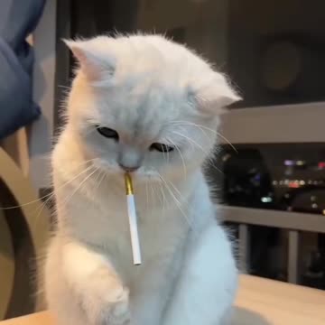 Best cook all over the world