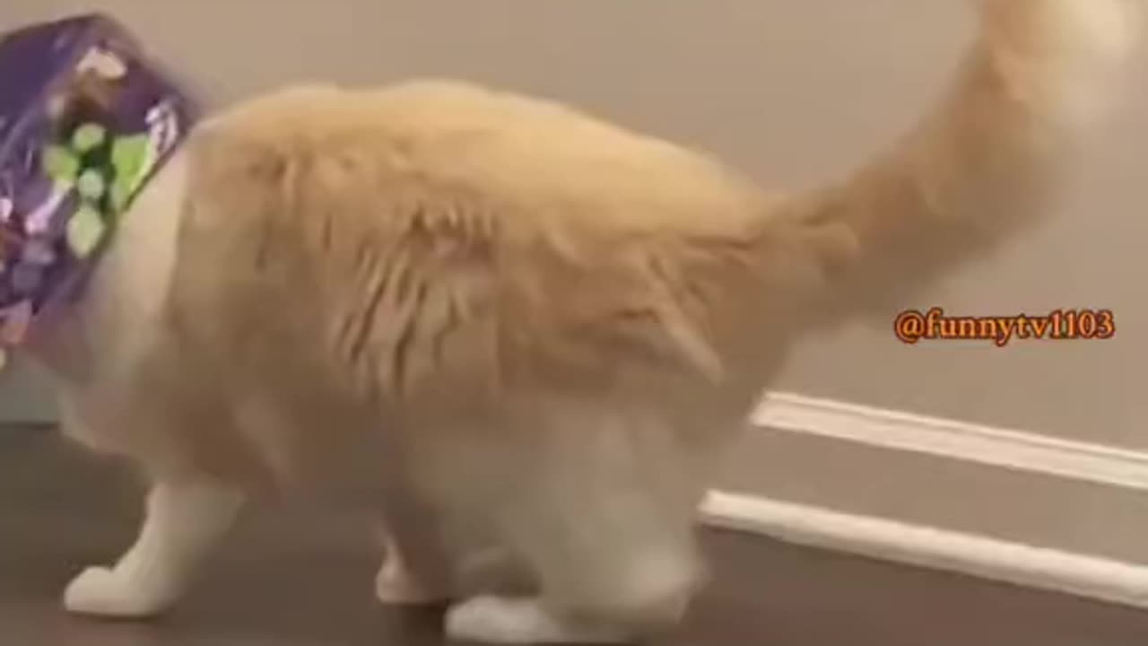Funny cats
