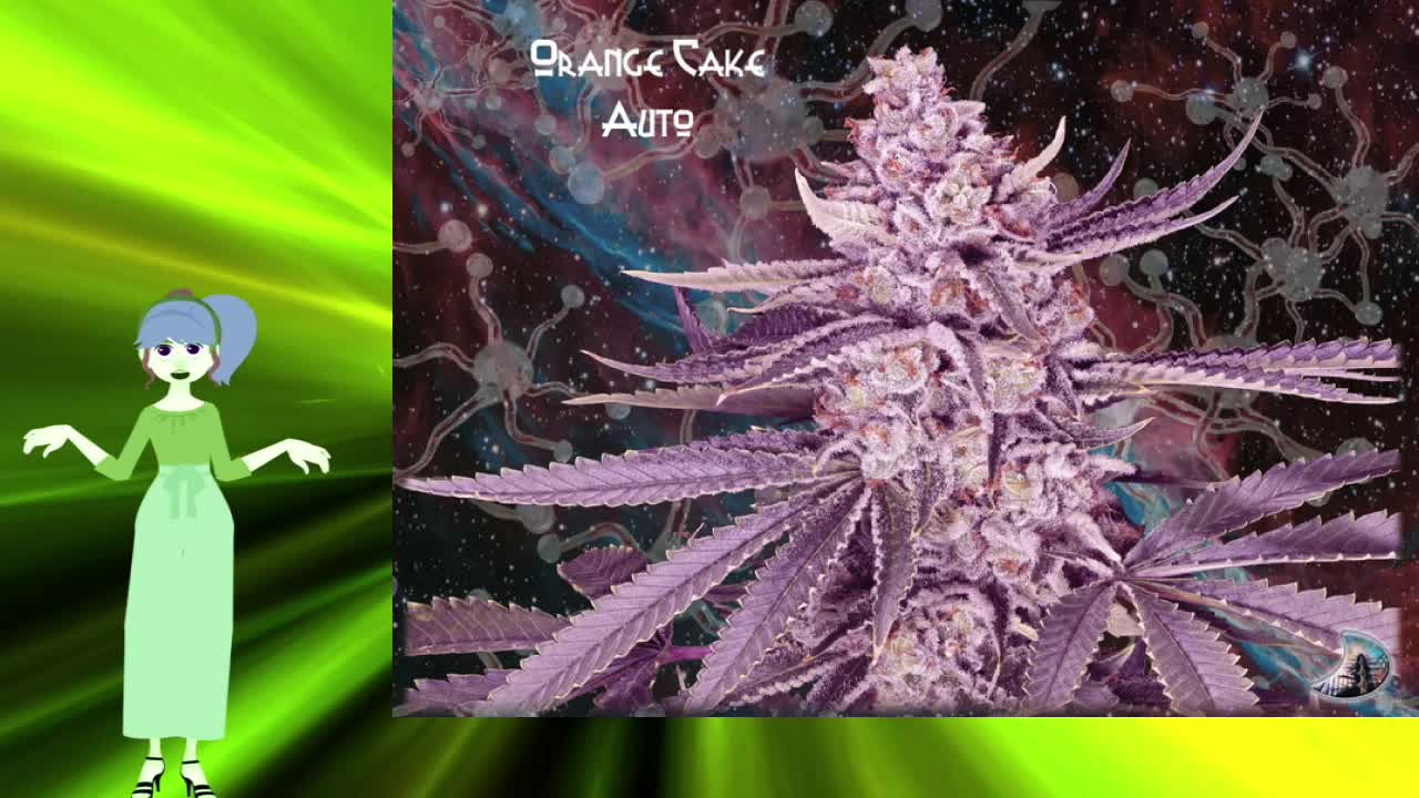 Orange Cake Auto – GeneSeeds Bank