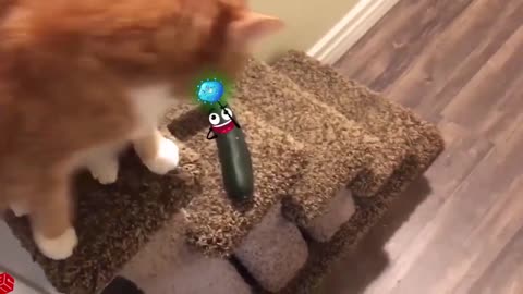 Cats confused reactions