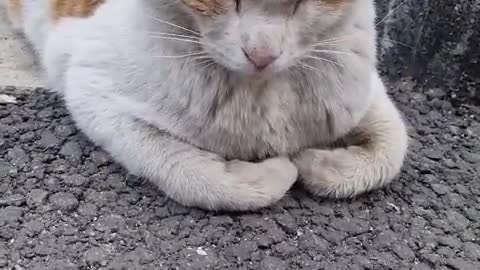 Korean street cats are sleeping2