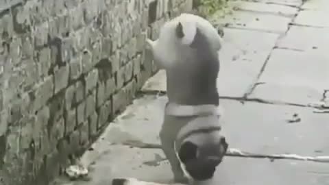 perro con estilo