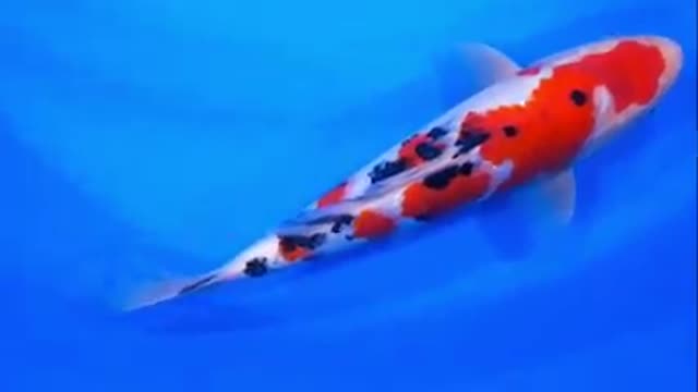Koi fish