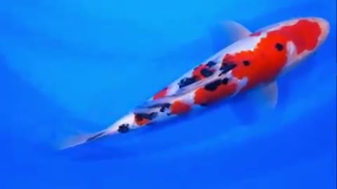 Koi fish