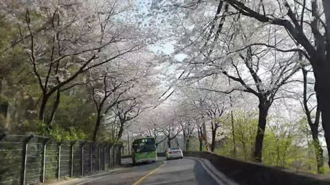 Cherry Blossom Drive with my lovers