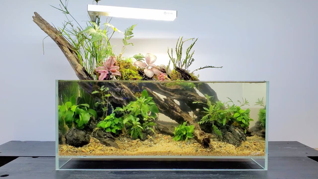 Shallow aquascape low tech betta tank