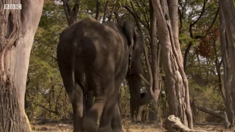 Baby Elephant Meets Thousands of Elephants | The Long Walk Home | BBC Earth