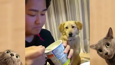 funny dogs