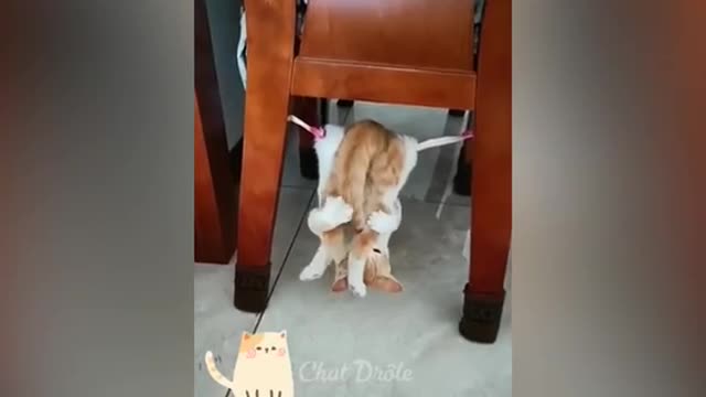 Essayer De Ne Pas Rire ✪ Vidéo De Chat À Mourir De Rire