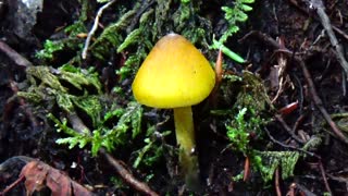 Mushroom